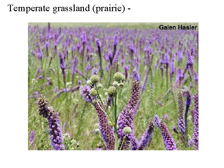 Temperate grassland (prairie) - 