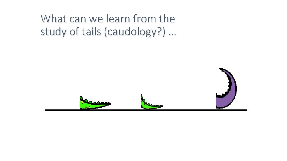 What can we learn from the study of tails (caudology? ) … 