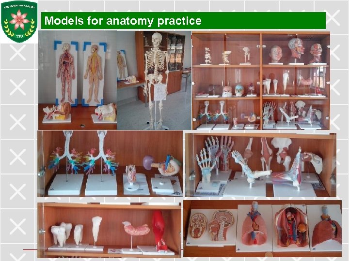 Models for anatomy practice 