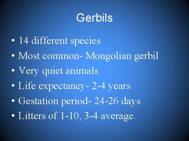Gerbils • • • 14 different species Most common- Mongolian gerbil Very quiet animals