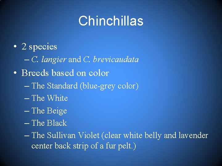 Chinchillas • 2 species – C. langier and C. brevicaudata • Breeds based on