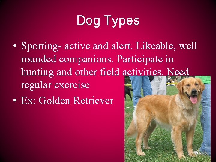 Dog Types • Sporting- active and alert. Likeable, well rounded companions. Participate in hunting