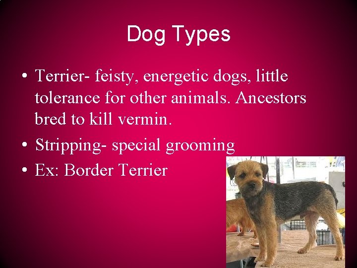 Dog Types • Terrier- feisty, energetic dogs, little tolerance for other animals. Ancestors bred