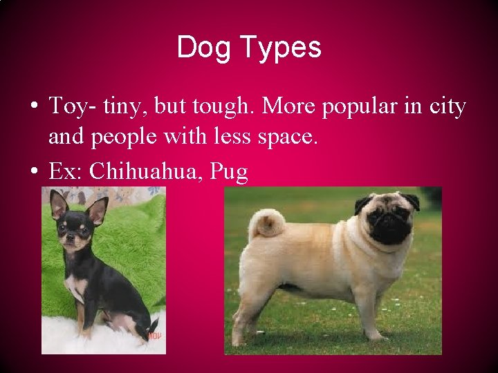 Dog Types • Toy- tiny, but tough. More popular in city and people with