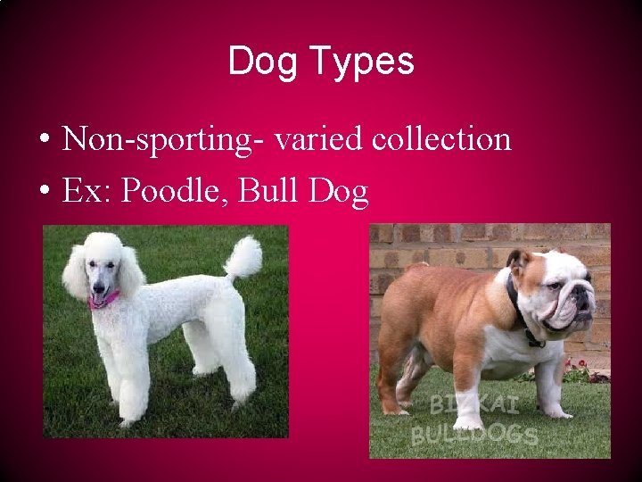 Dog Types • Non-sporting- varied collection • Ex: Poodle, Bull Dog 