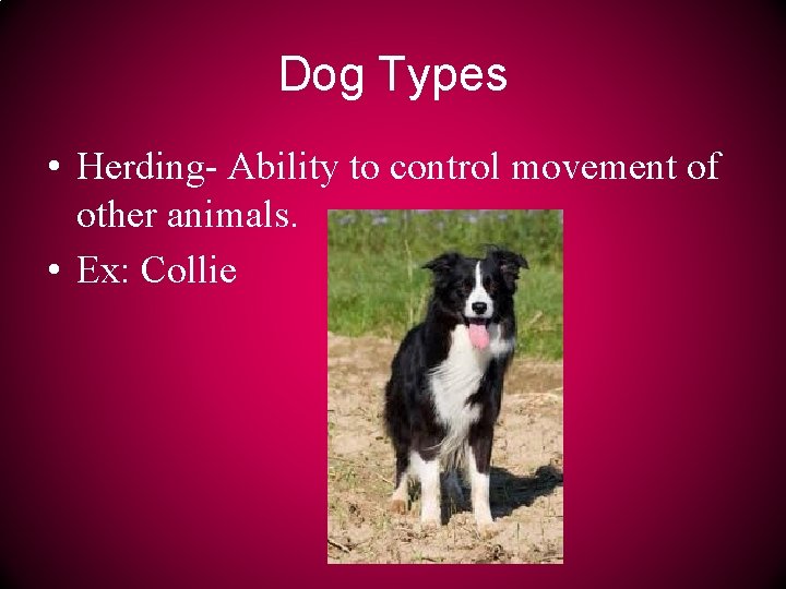 Dog Types • Herding- Ability to control movement of other animals. • Ex: Collie