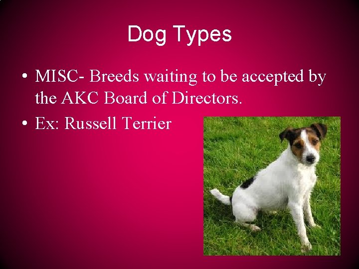Dog Types • MISC- Breeds waiting to be accepted by the AKC Board of