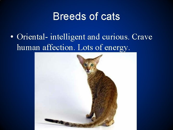 Breeds of cats • Oriental- intelligent and curious. Crave human affection. Lots of energy.
