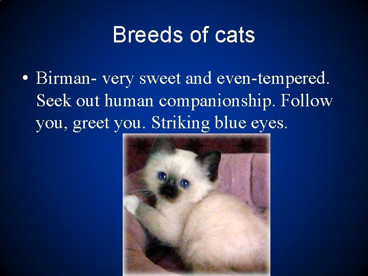 Breeds of cats • Birman- very sweet and even-tempered. Seek out human companionship. Follow