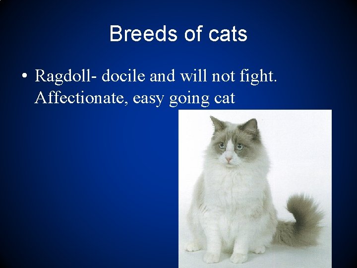 Breeds of cats • Ragdoll- docile and will not fight. Affectionate, easy going cat