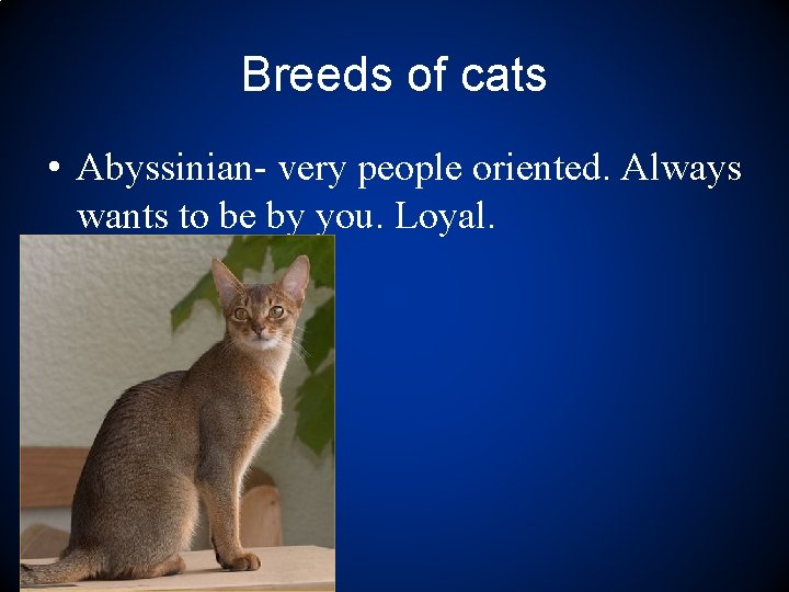Breeds of cats • Abyssinian- very people oriented. Always wants to be by you.