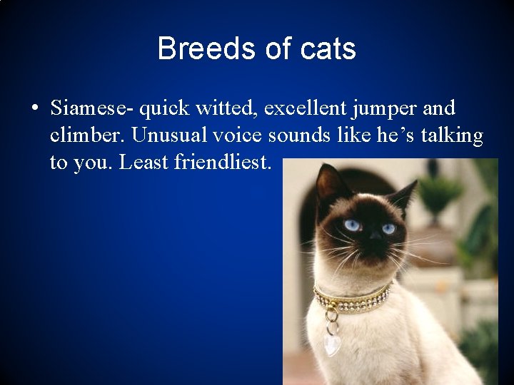 Breeds of cats • Siamese- quick witted, excellent jumper and climber. Unusual voice sounds