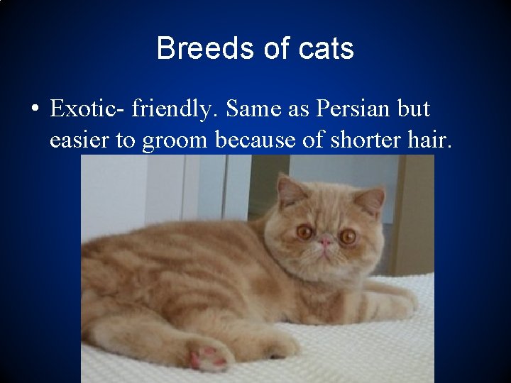 Breeds of cats • Exotic- friendly. Same as Persian but easier to groom because
