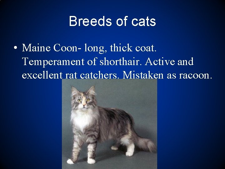 Breeds of cats • Maine Coon- long, thick coat. Temperament of shorthair. Active and