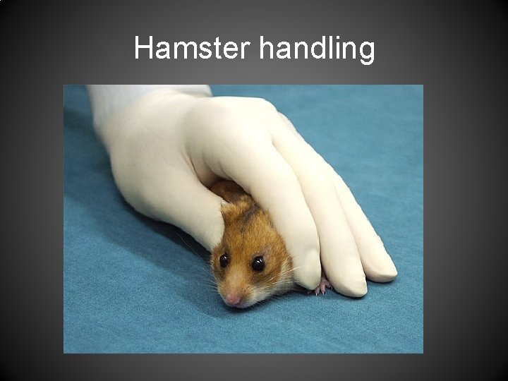 Hamster handling 