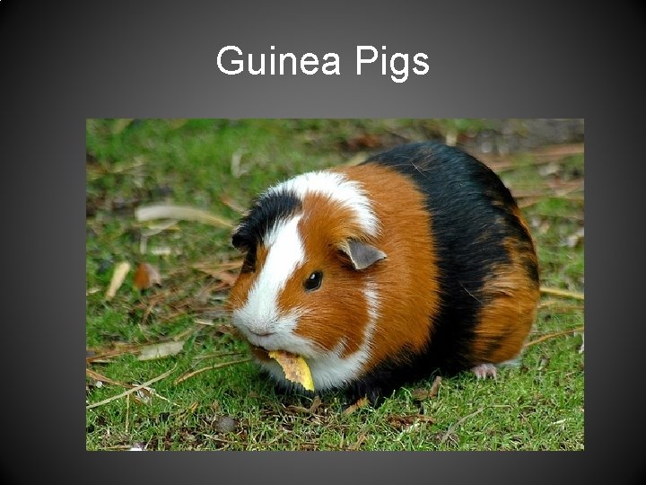 Guinea Pigs 