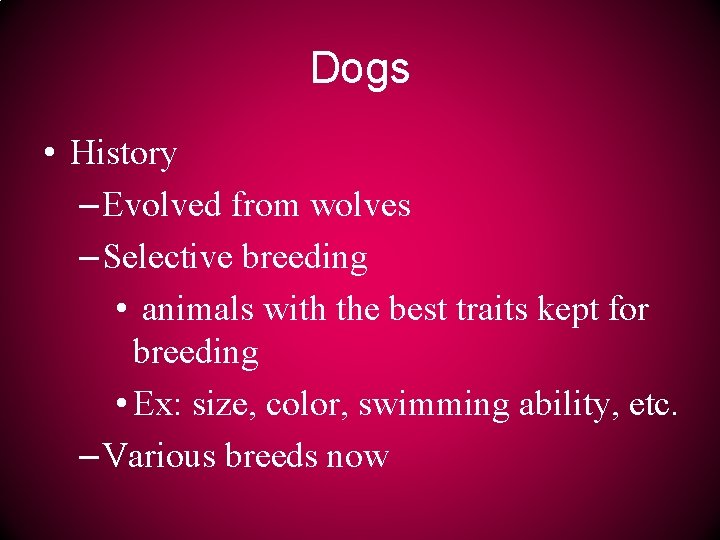 Dogs • History – Evolved from wolves – Selective breeding • animals with the