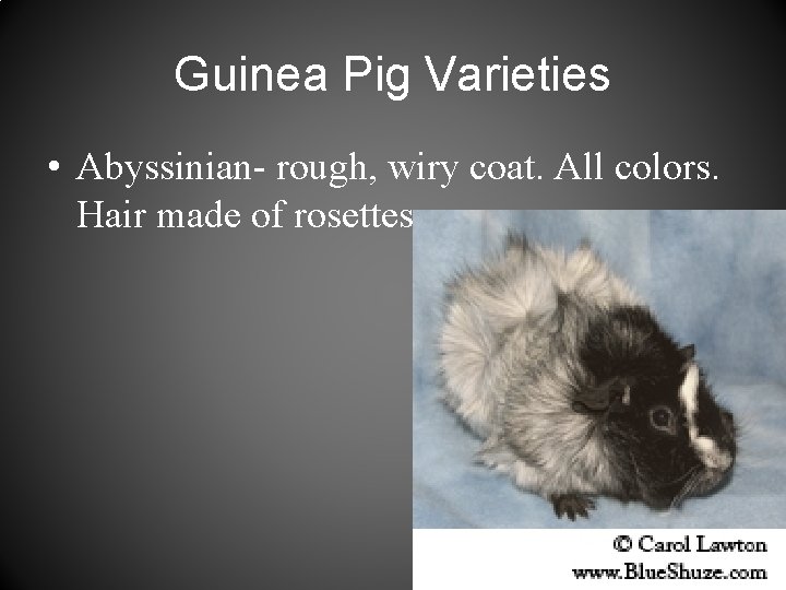 Guinea Pig Varieties • Abyssinian- rough, wiry coat. All colors. Hair made of rosettes