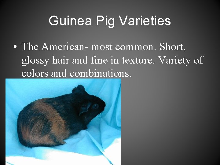 Guinea Pig Varieties • The American- most common. Short, glossy hair and fine in