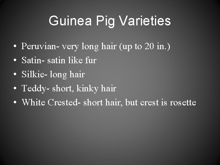 Guinea Pig Varieties • • • Peruvian- very long hair (up to 20 in.