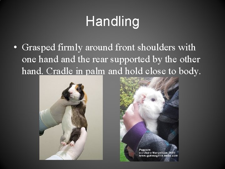 Handling • Grasped firmly around front shoulders with one hand the rear supported by