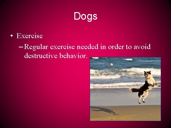 Dogs • Exercise – Regular exercise needed in order to avoid destructive behavior. 