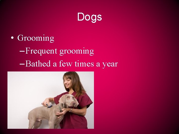 Dogs • Grooming – Frequent grooming – Bathed a few times a year 