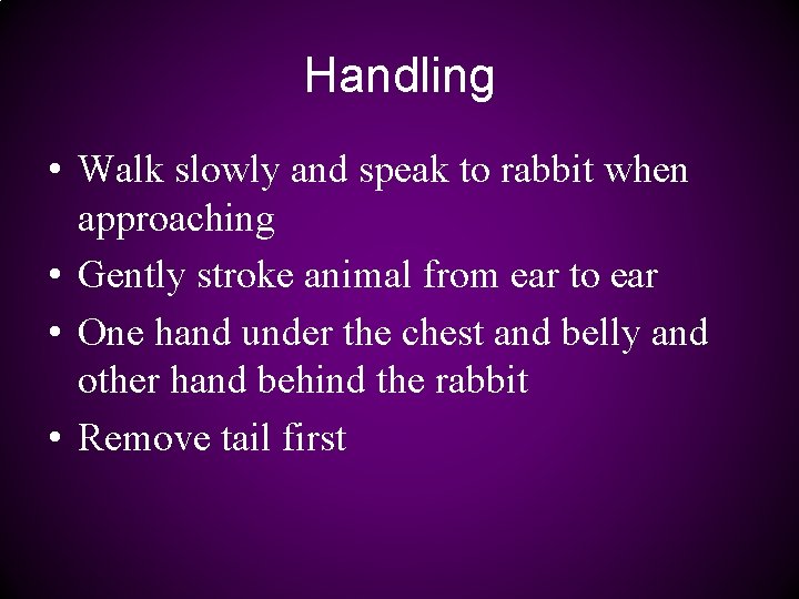 Handling • Walk slowly and speak to rabbit when approaching • Gently stroke animal