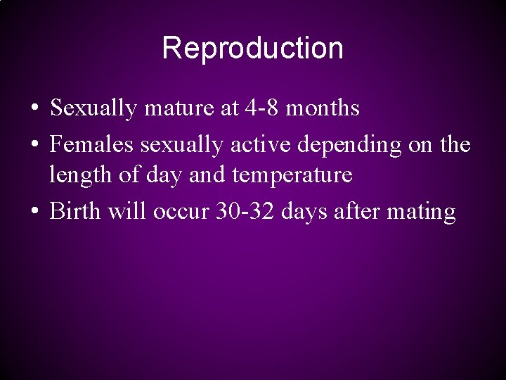 Reproduction • Sexually mature at 4 -8 months • Females sexually active depending on