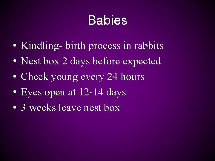 Babies • • • Kindling- birth process in rabbits Nest box 2 days before