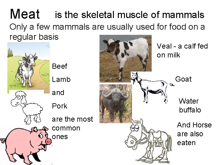 Meat is the skeletal muscle of mammals Only a few mammals are usually used