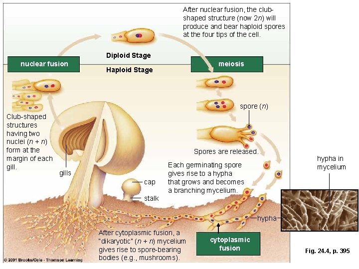 After nuclear fusion, the clubshaped structure (now 2 n) will produce and bear haploid