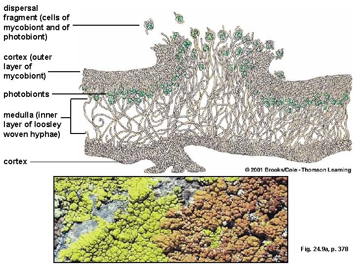 dispersal fragment (cells of mycobiont and of photobiont) cortex (outer layer of mycobiont) photobionts