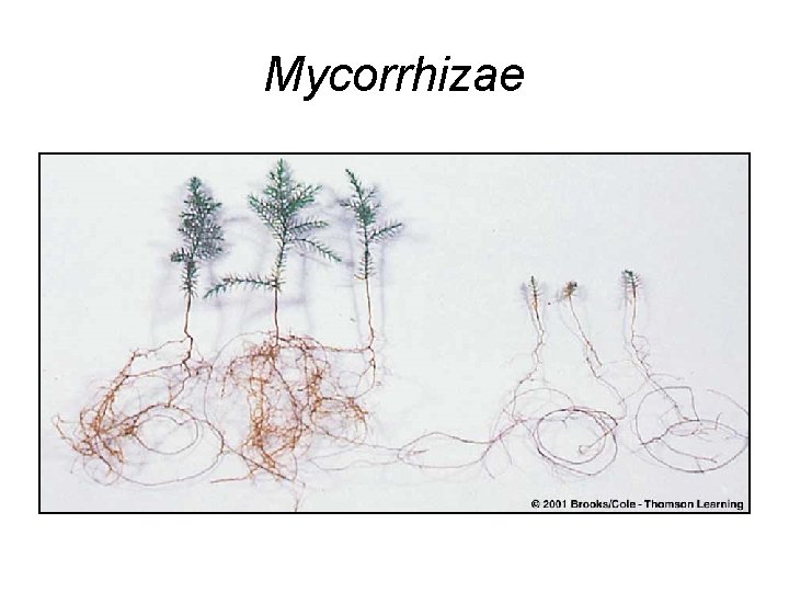Mycorrhizae 