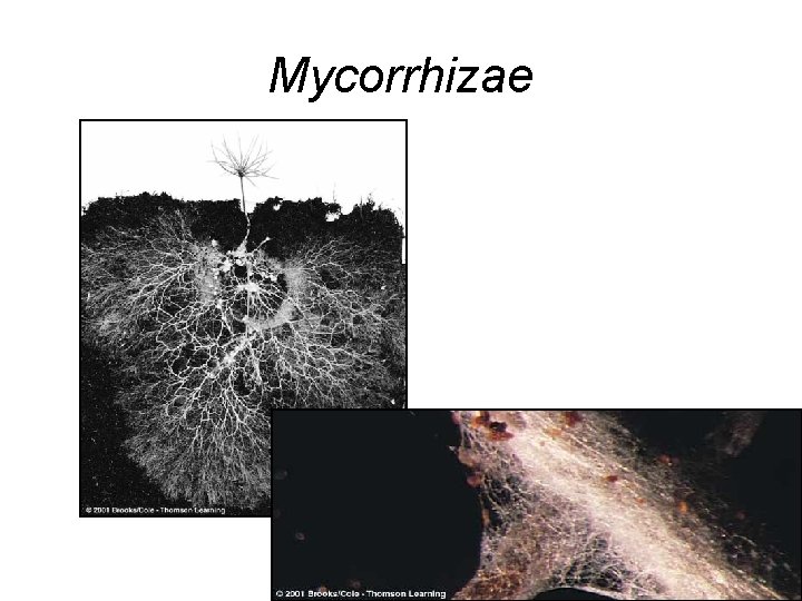 Mycorrhizae 