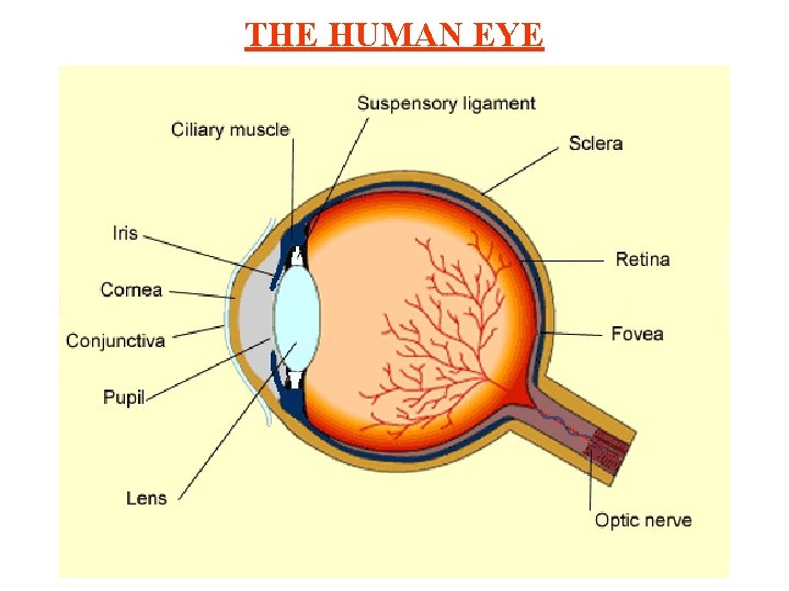 THE HUMAN EYE 