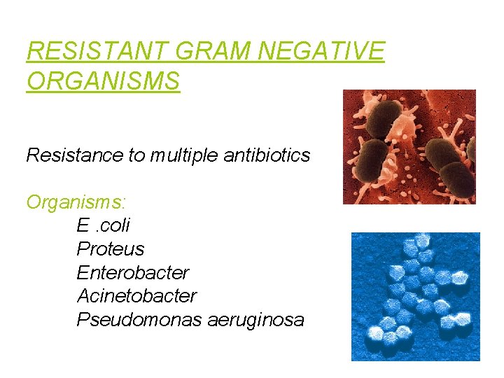 RESISTANT GRAM NEGATIVE ORGANISMS Resistance to multiple antibiotics Organisms: E. coli Proteus Enterobacter Acinetobacter