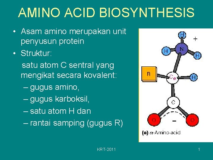 AMINO ACID BIOSYNTHESIS • Asam amino merupakan unit penyusun protein • Struktur: satu atom