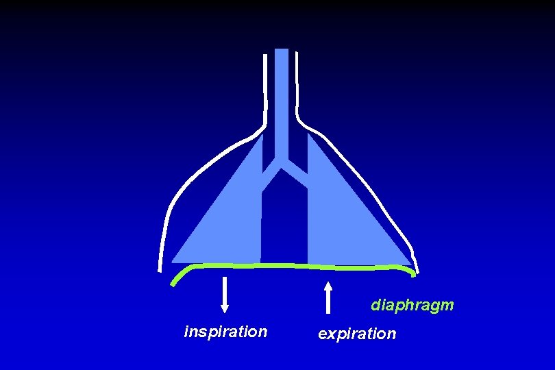 diaphragm inspiration expiration 