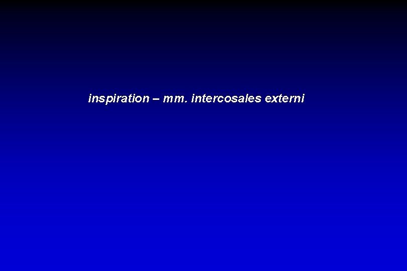 inspiration – mm. intercosales externi 