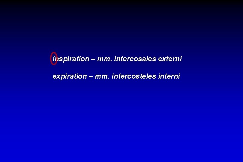 inspiration – mm. intercosales externi expiration – mm. intercosteles interni 