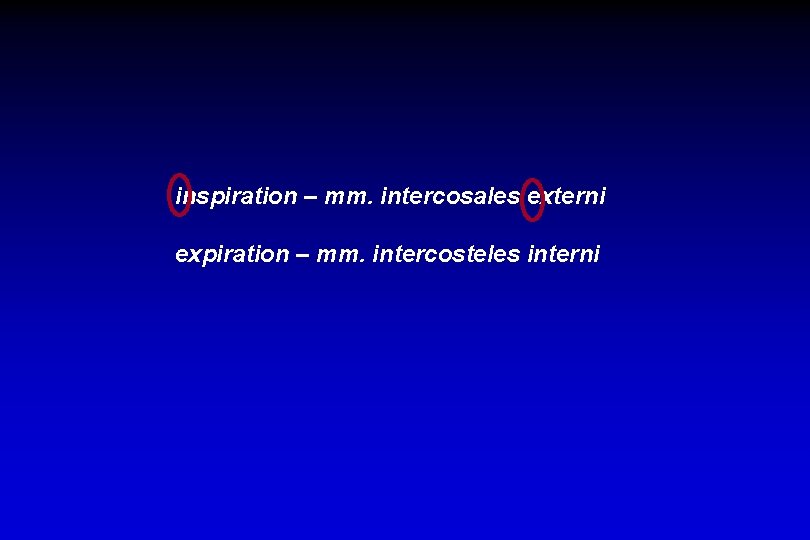 inspiration – mm. intercosales externi expiration – mm. intercosteles interni 