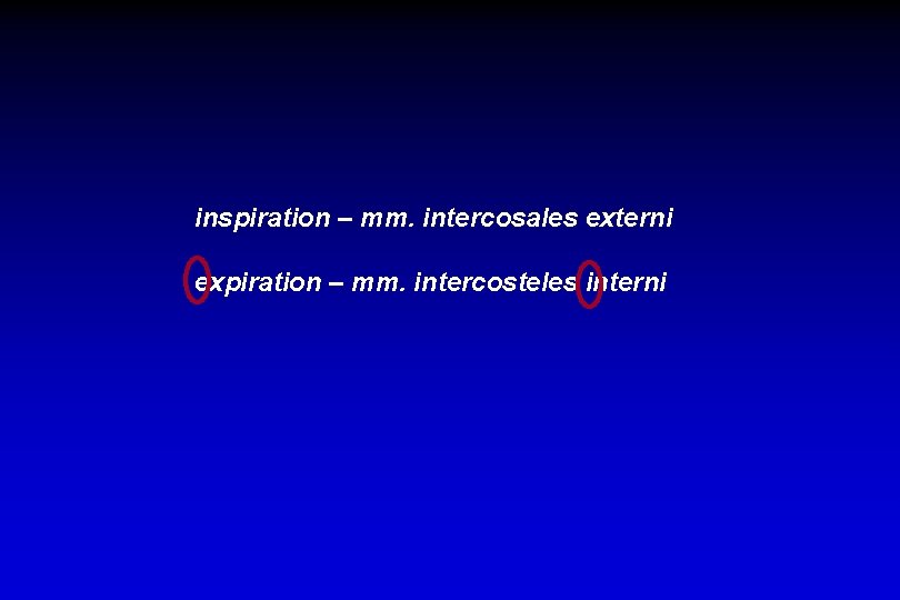 inspiration – mm. intercosales externi expiration – mm. intercosteles interni 