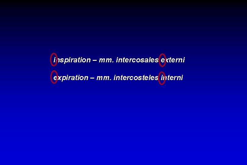 inspiration – mm. intercosales externi expiration – mm. intercosteles interni 