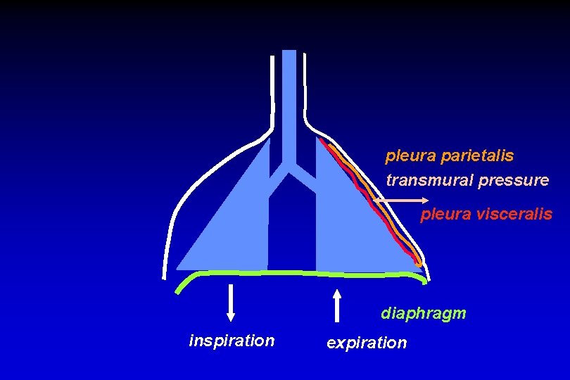 pleura parietalis transmural pressure pleura visceralis diaphragm inspiration expiration 