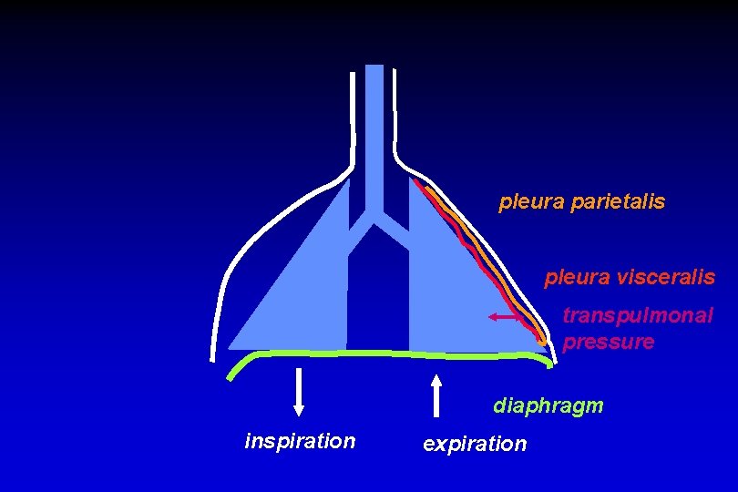 pleura parietalis pleura visceralis transpulmonal pressure diaphragm inspiration expiration 