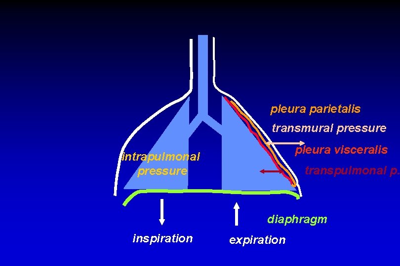 pleura parietalis transmural pressure pleura visceralis intrapulmonal pressure transpulmonal p. diaphragm inspiration expiration 