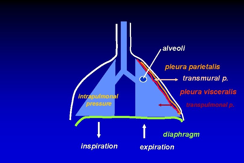 alveoli pleura parietalis transmural p. pleura visceralis intrapulmonal pressure transpulmonal p. diaphragm inspiration expiration