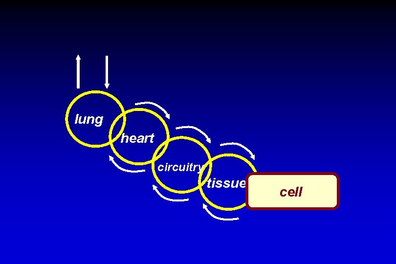 lung heart circuitry tissues cell 