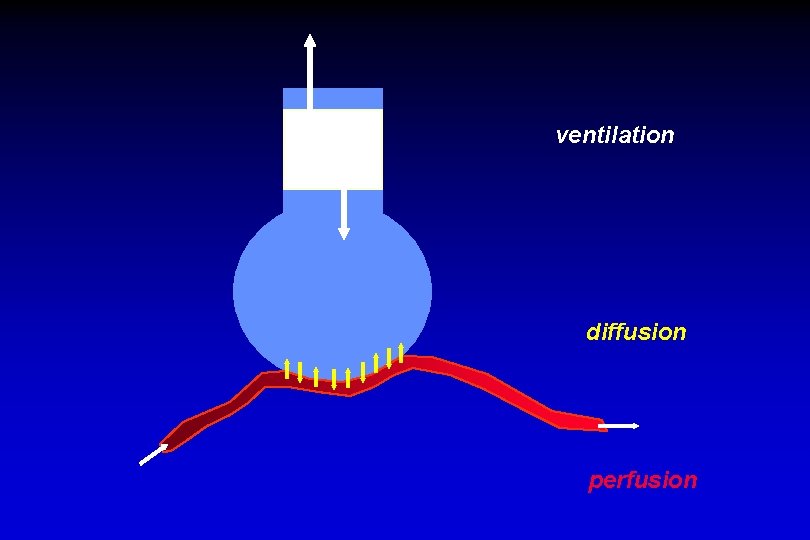 ventilation diffusion perfusion 